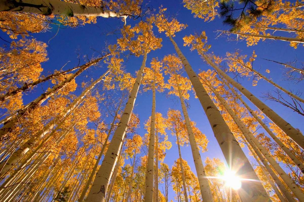 Wall Art Painting id:161159, Name: Winter Aspens, Artist: ODell, Dale