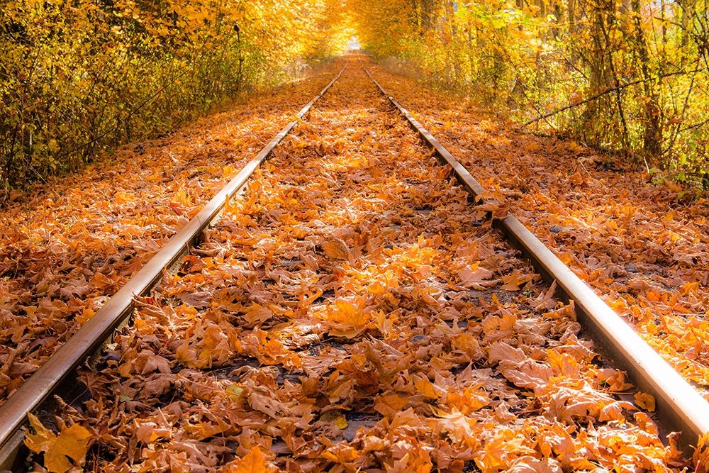 Wall Art Painting id:199235, Name: Train Tracks in The Fall, Artist: Oldford, Tim