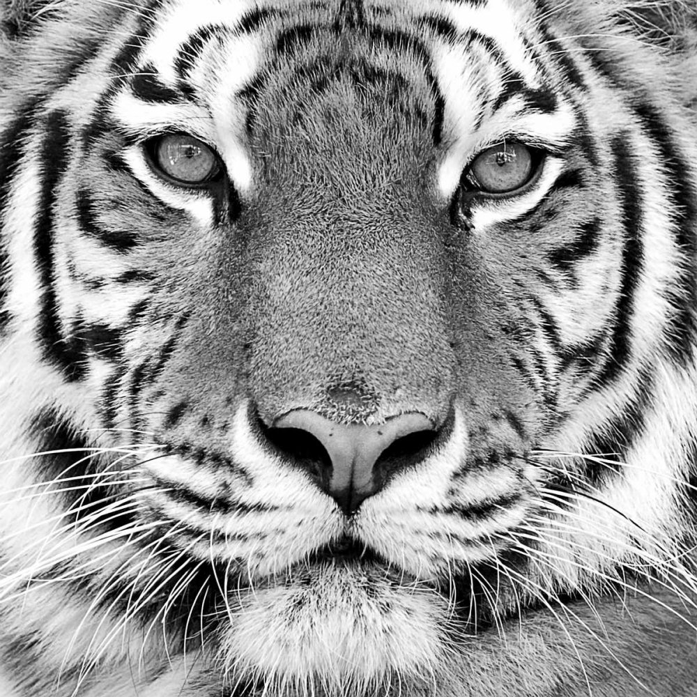 Art Print: Tiger