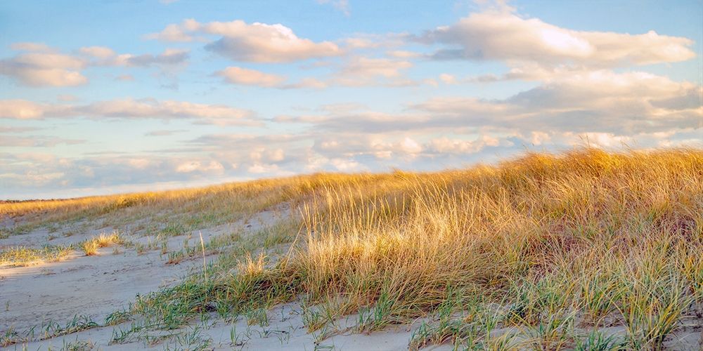 Wall Art Painting id:282914, Name: Grassy Dunes Panorama, Artist: Ryan, Brooke T.