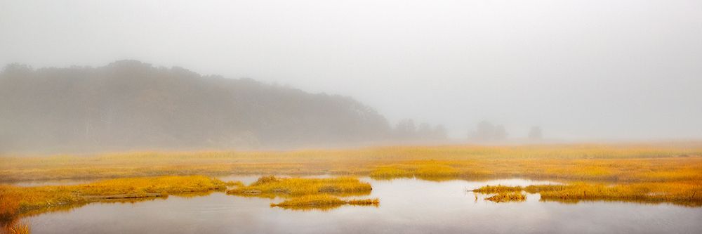 Wall Art Painting id:629664, Name: Mustard Yellow Salt Marsh, Artist: Ryan, Brooke T.