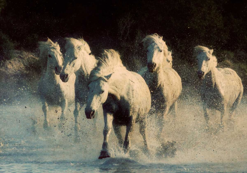 Wall Art Painting id:74042, Name: White Running Horses, Artist: Walker, Carol