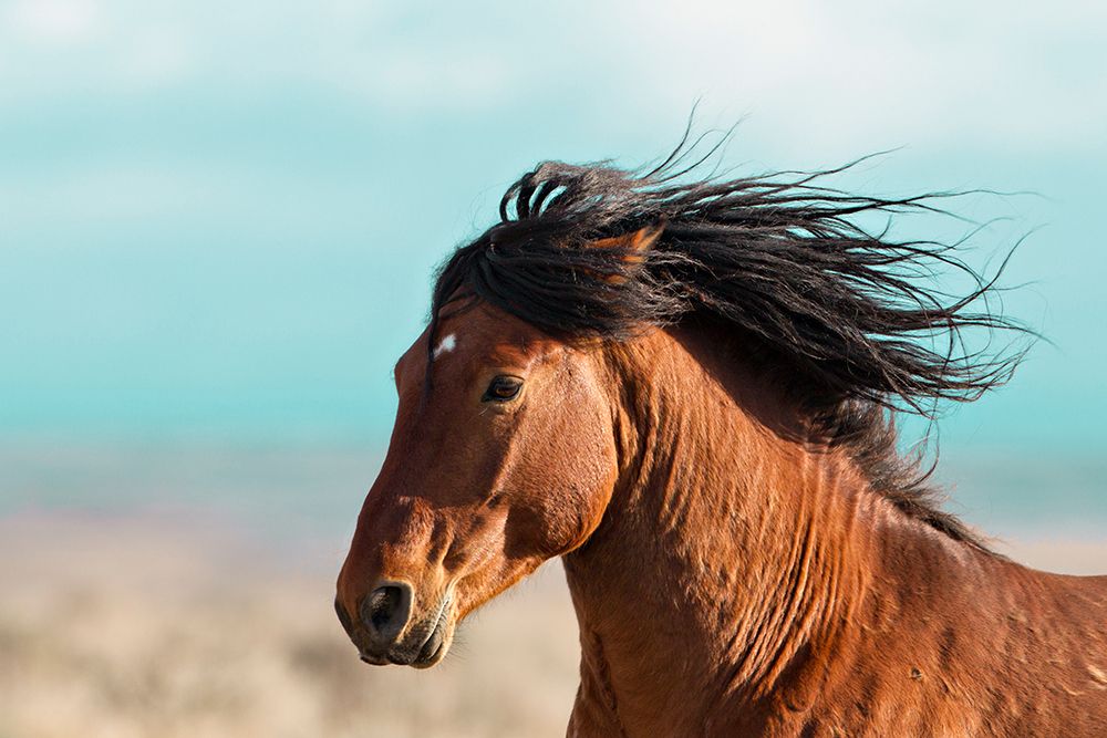 Art Print: Running Horse