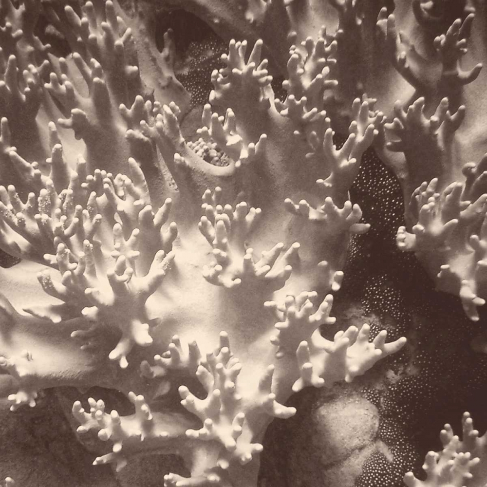 Wall Art Painting id:74321, Name: Sepia Barrier Reef Coral I, Artist: Mansfield, Kathy