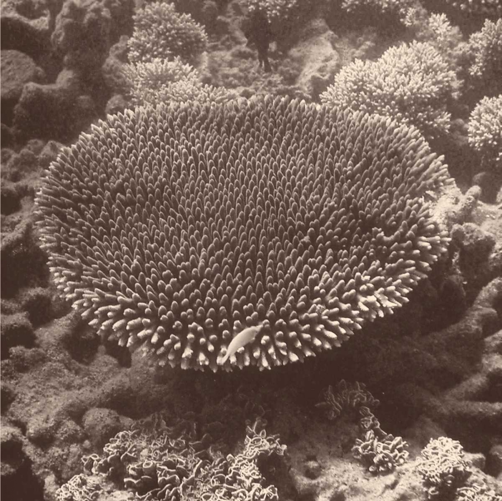 Wall Art Painting id:74322, Name: Sepia Barrier Reef Coral II, Artist: Mansfield, Kathy
