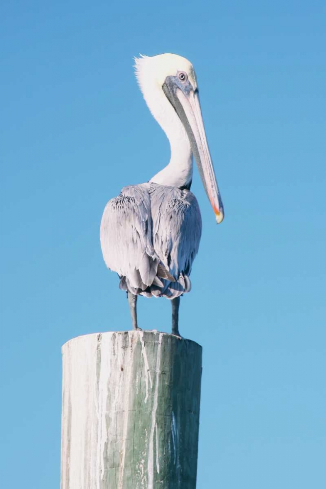 Wall Art Painting id:122702, Name: Pelican Perched I, Artist: Mansfield, Kathy