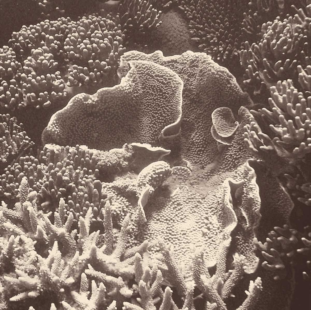 Wall Art Painting id:74324, Name: Sepia Barrier Reef Coral III, Artist: Mansfield, Kathy