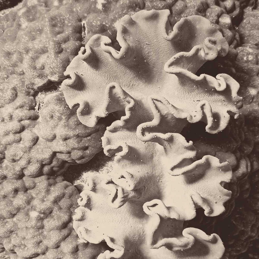 Wall Art Painting id:74325, Name: Sepia Barrier Reef Coral IV, Artist: Mansfield, Kathy
