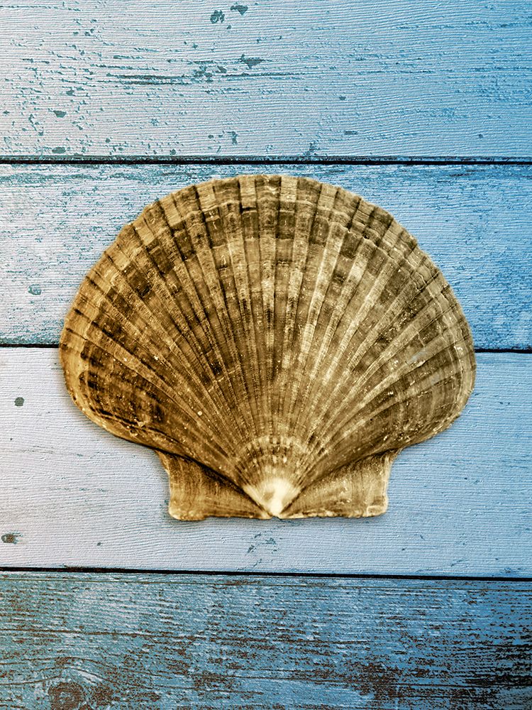 Wall Art Painting id:461356, Name: Shell on Blue Wood II, Artist: Rodriguez, Jairo