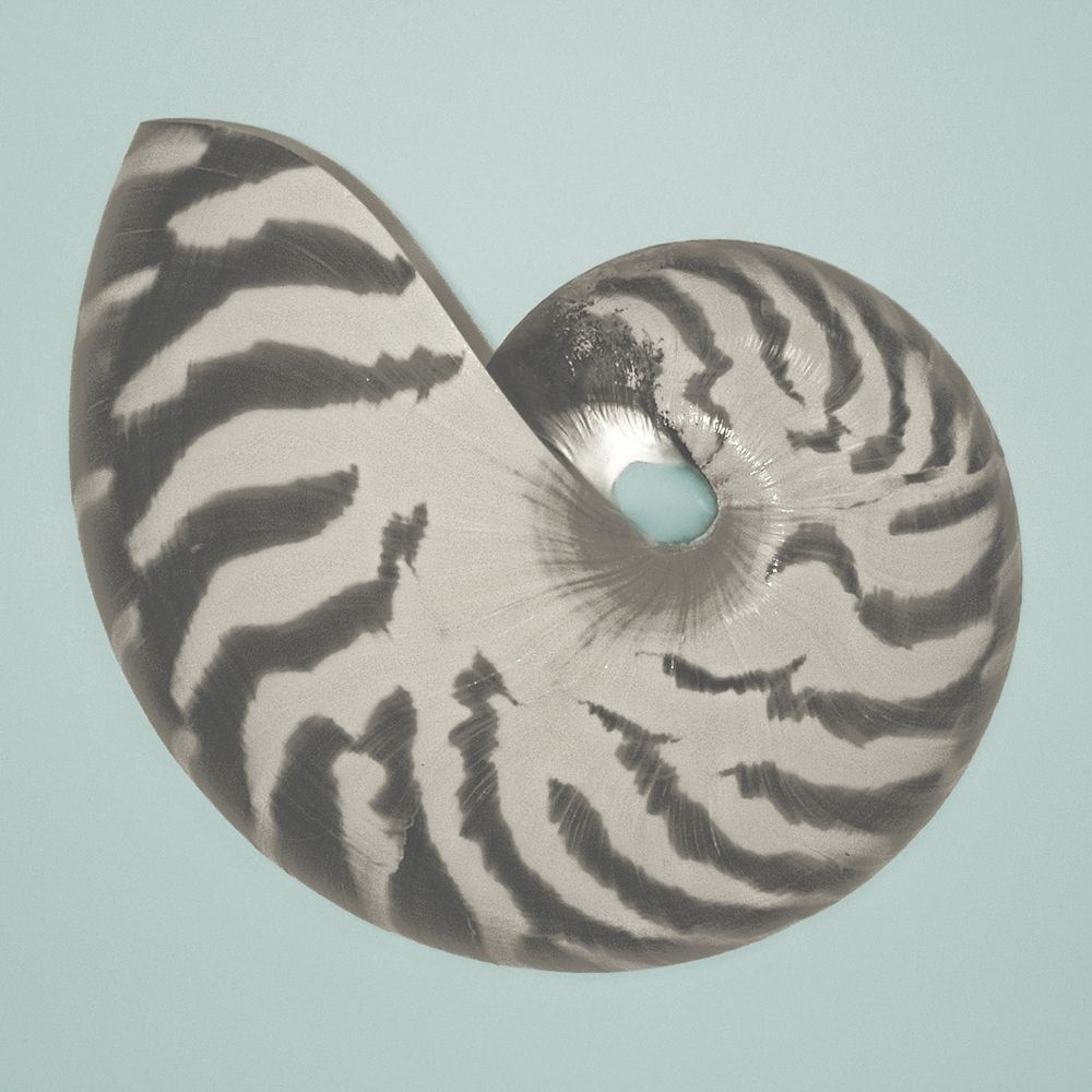 Wall Art Painting id:400921, Name: Noir Shell on Teal I, Artist: Rodriguez, Jairo