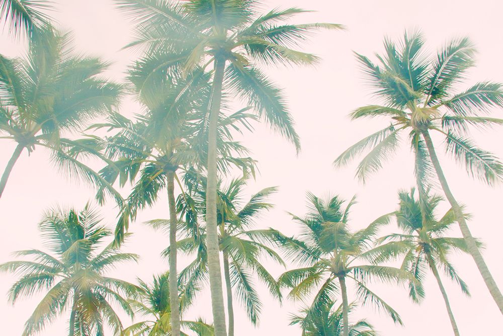 Art Print: Top Of Palm Island