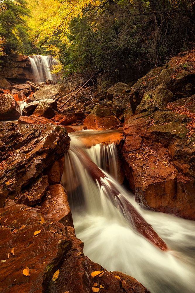 Wall Art Painting id:206830, Name: Natures Path, Artist: Amos, Andy