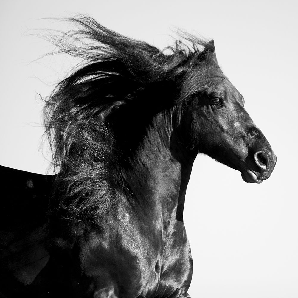Art Print: Black Horse
