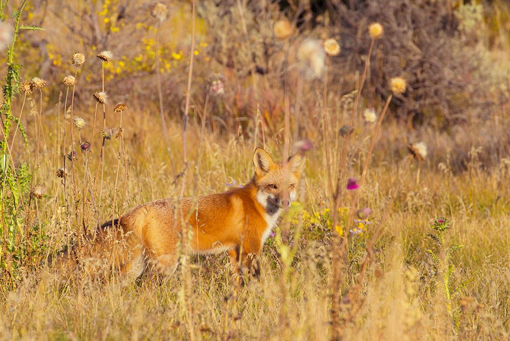 Wall Art Painting id:461782, Name: Fox Field I, Artist: Mansfield, Kathy