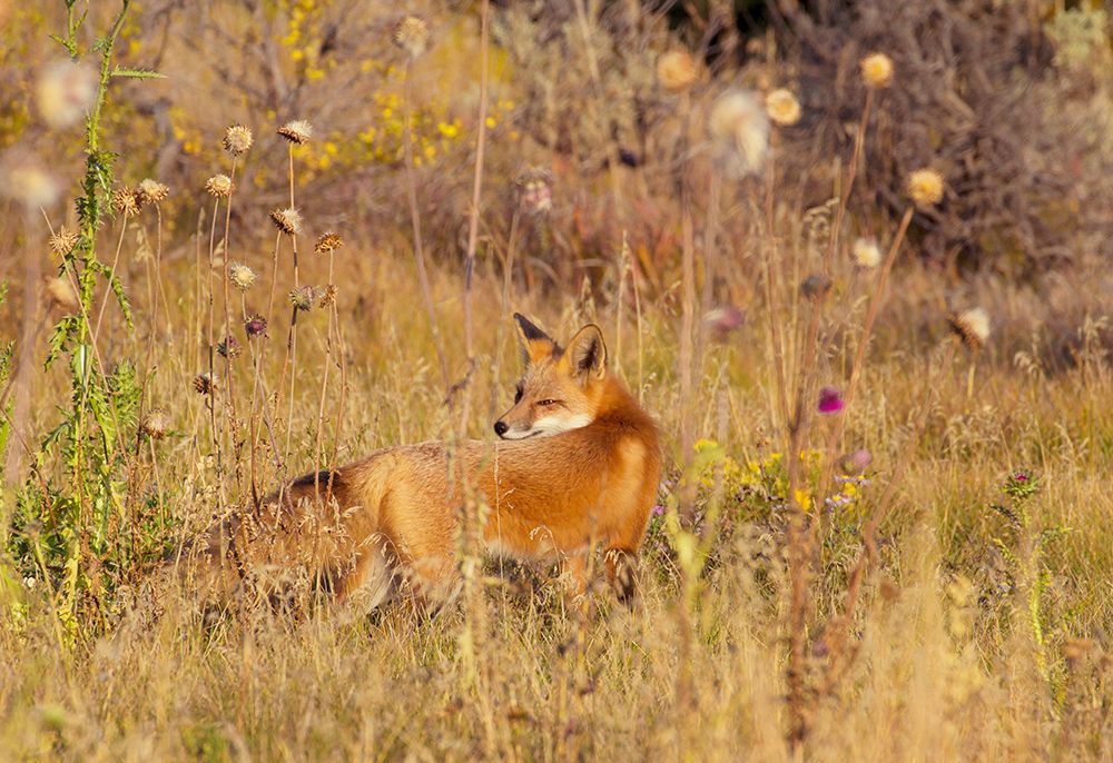 Wall Art Painting id:461783, Name: Fox Field II, Artist: Mansfield, Kathy