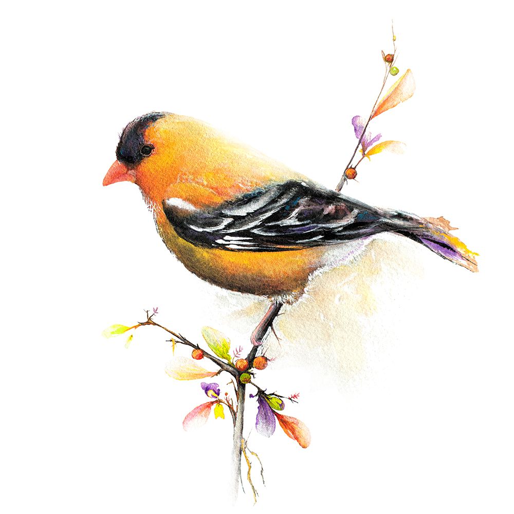 Wall Art Painting id:462267, Name: Watercolor Chickadee III, Artist: Diannart