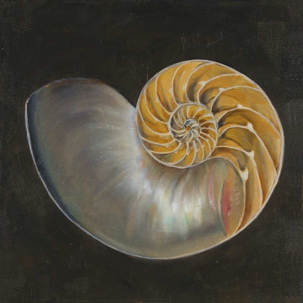 Wall Art Painting id:52129, Name: Seashell III, Artist: Pinto, Patricia