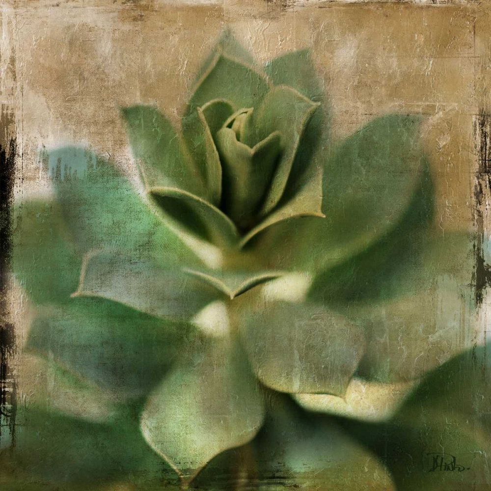 Wall Art Painting id:23581, Name: Succulent I, Artist: Pinto, Patricia