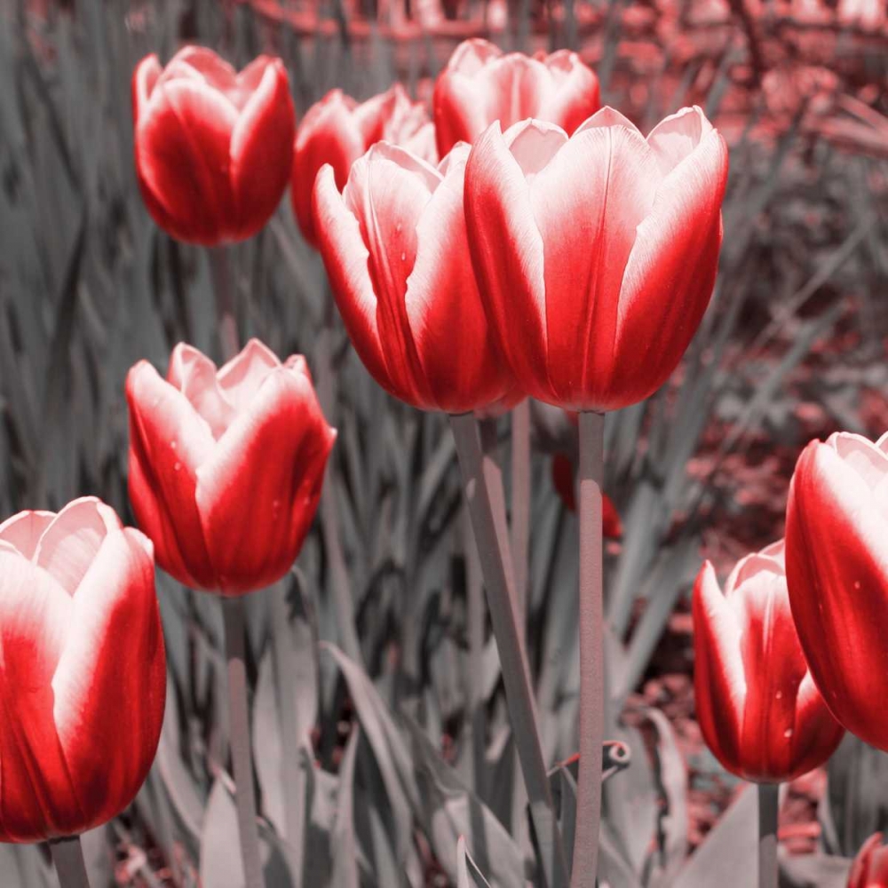 Art Print: Red Tulips II