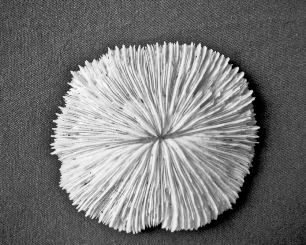 Wall Art Painting id:52065, Name: Sand Dollar I, Artist: Rodriguez, Jairo