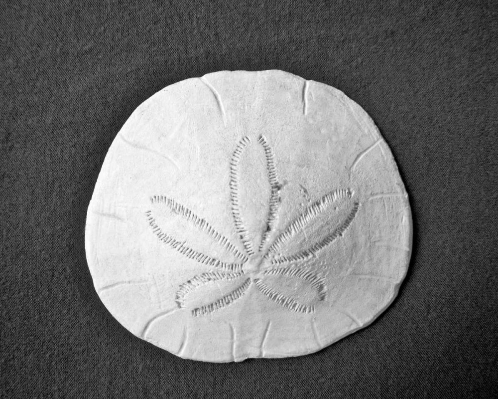 Wall Art Painting id:52064, Name: Sand Dollar II, Artist: Rodriguez, Jairo