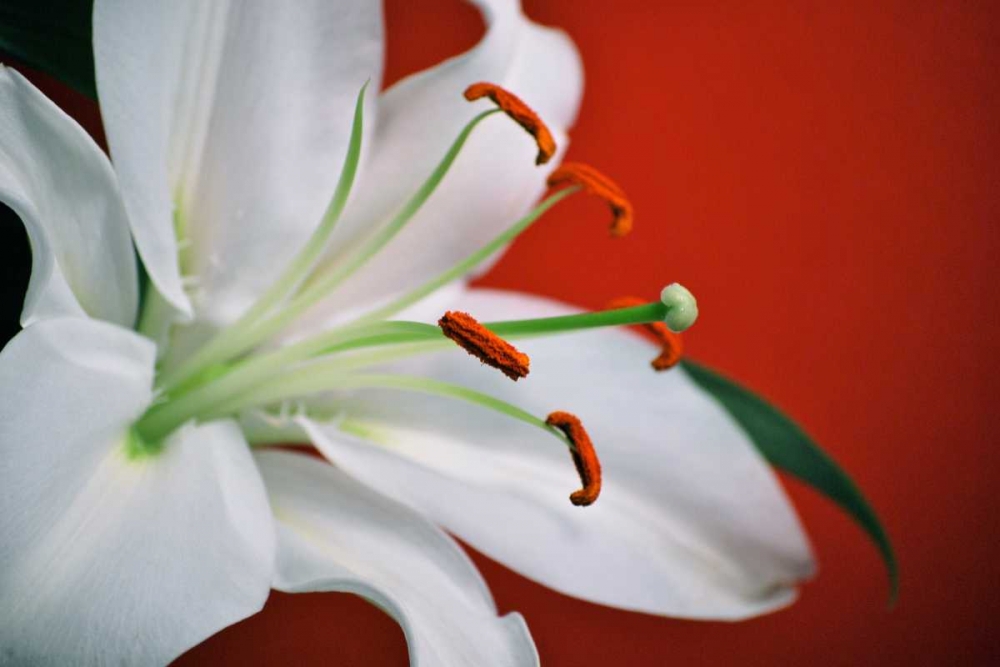 Wall Art Painting id:31845, Name: White Lily, Artist: Peck, Gail