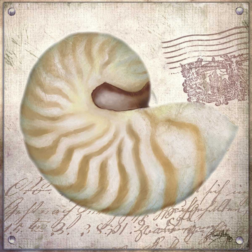 Wall Art Painting id:32448, Name: Beach Shell III, Artist: Medley, Elizabeth