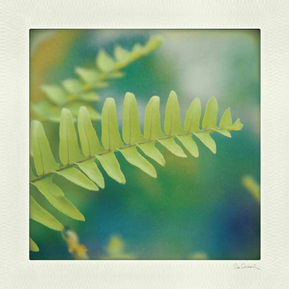 Wall Art Painting id:33523, Name: Natures Fern I, Artist: Schlabach, Sue