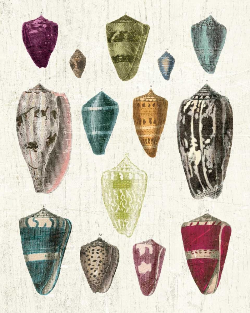 Wall Art Painting id:21975, Name: Colorful Shell Assortment I, Artist: Wild Apple Portfolio