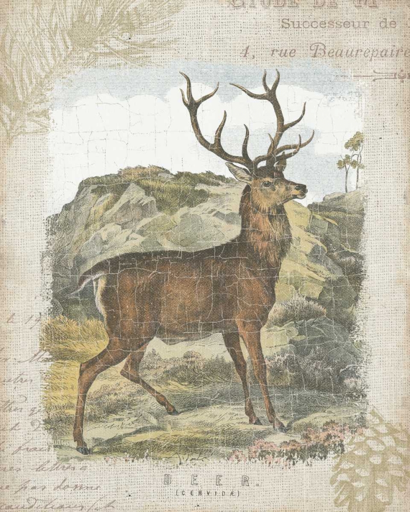 Wall Art Painting id:32304, Name: Woodland Stag I, Artist: Wild Apple Portfolio