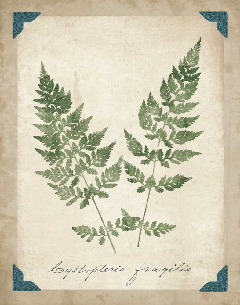 Wall Art Painting id:34308, Name: Vintage Ferns VII, Artist: Wild Apple Portfolio