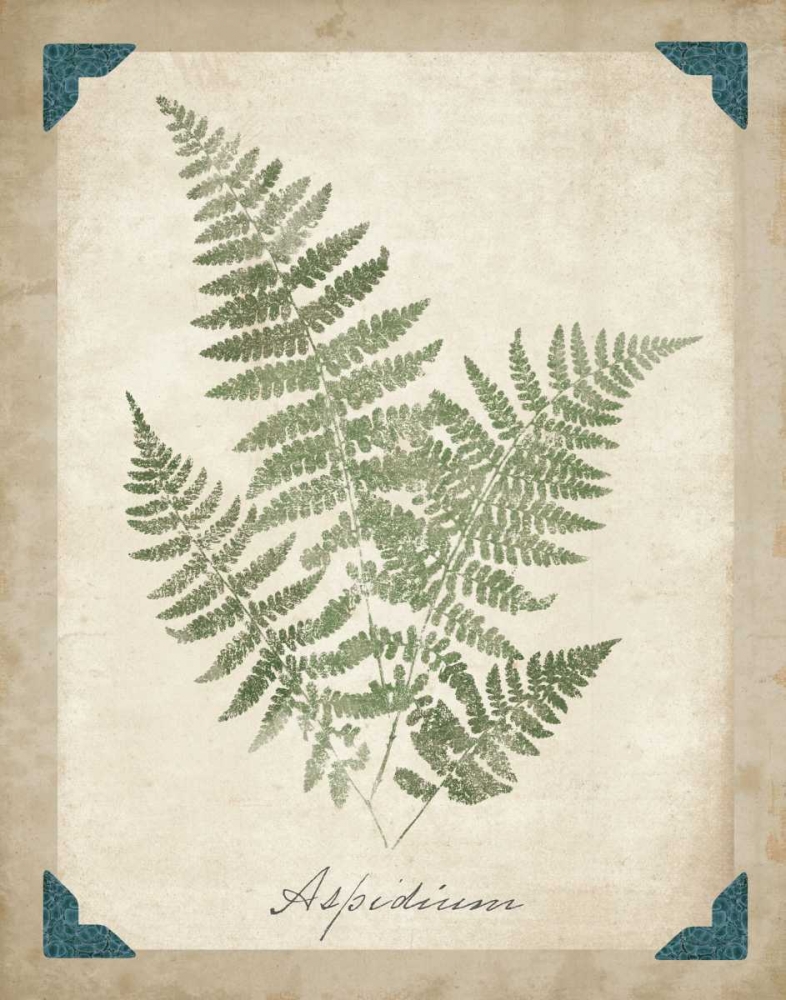 Wall Art Painting id:34309, Name: Vintage Ferns IX, Artist: Wild Apple Portfolio