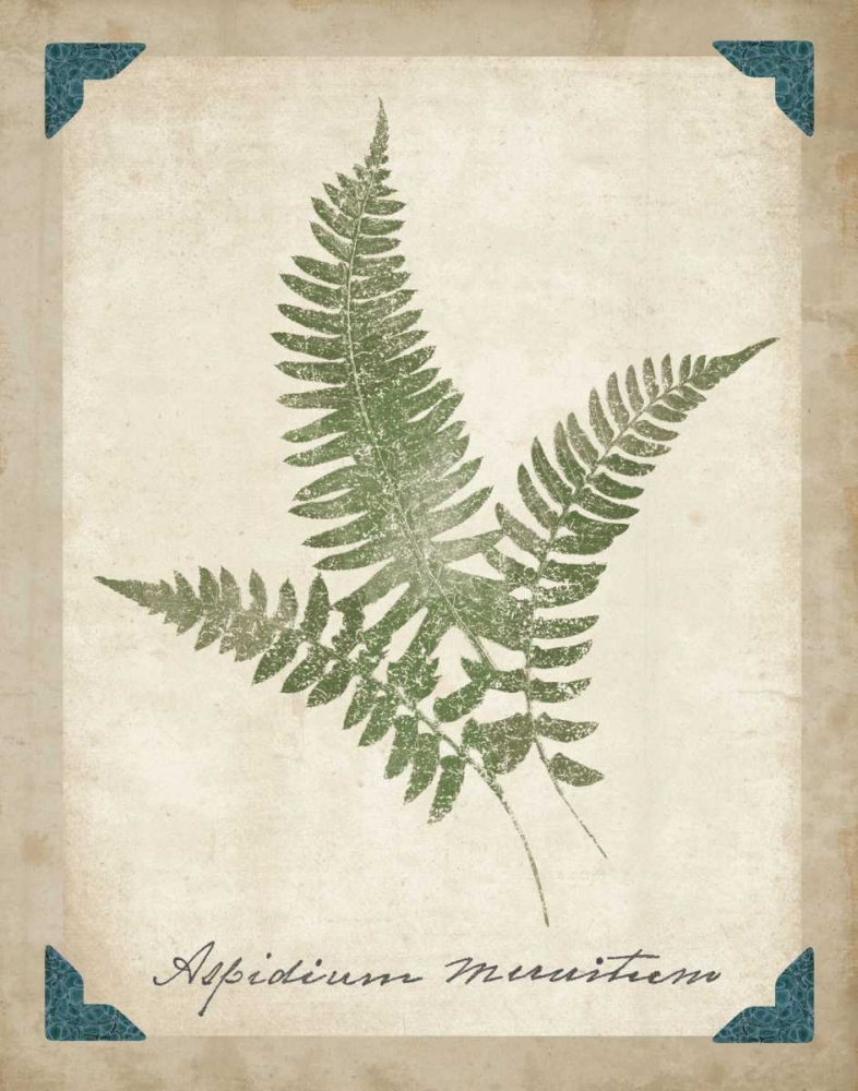 Wall Art Painting id:34310, Name: Vintage Ferns X, Artist: Wild Apple Portfolio