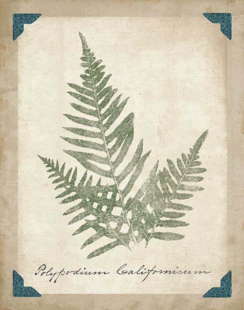 Wall Art Painting id:34311, Name: Vintage Ferns XI, Artist: Wild Apple Portfolio