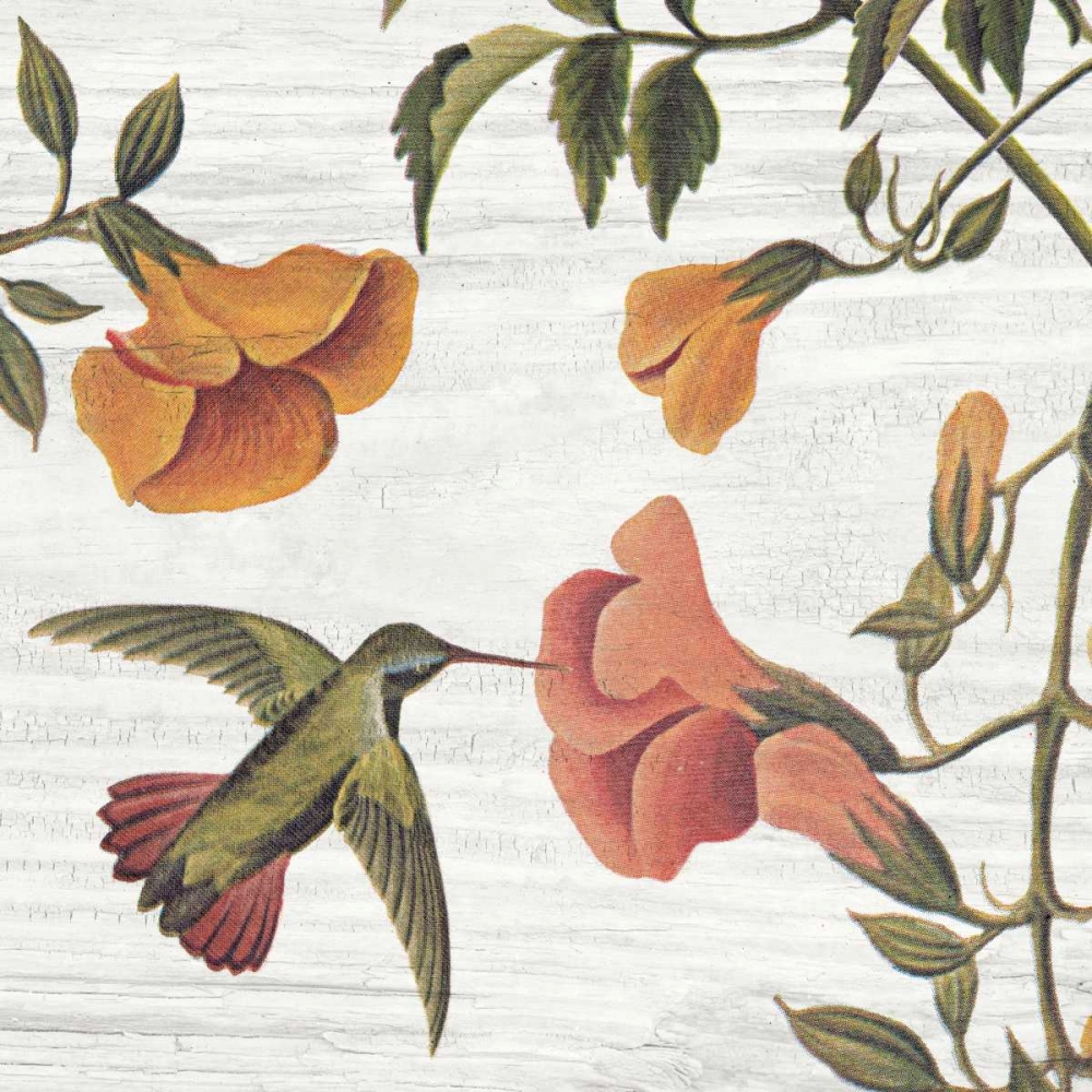 Wall Art Painting id:41146, Name: Vintage Hummingbird II, Artist: Wild Apple Portfolio