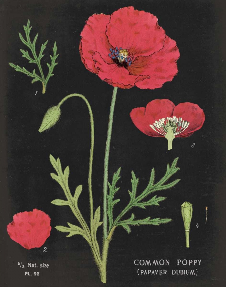 Wall Art Painting id:57574, Name: Poppy Chart, Artist: Schlabach, Sue