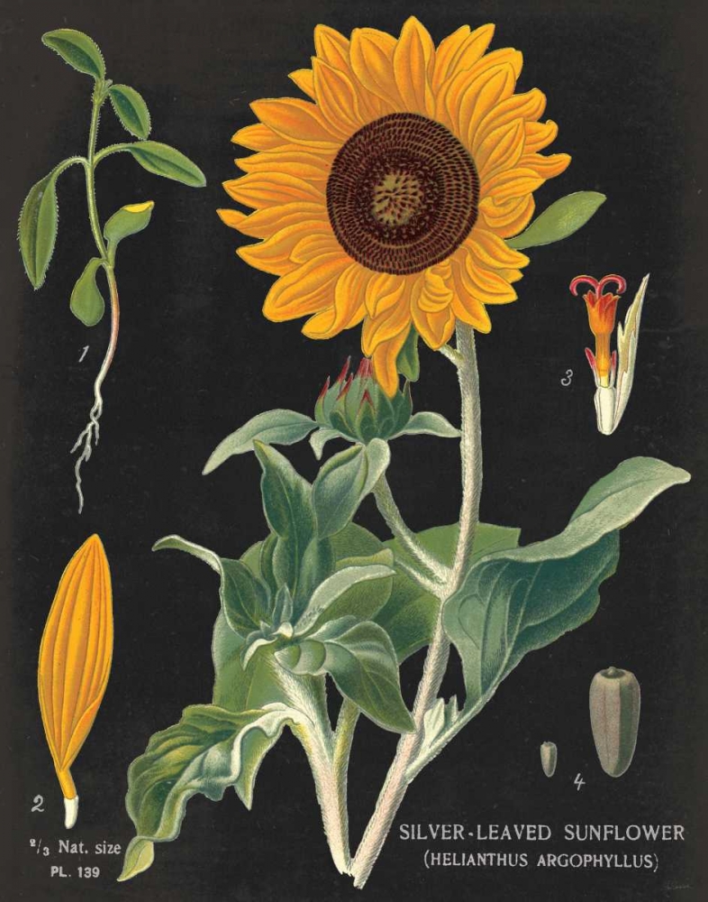 Wall Art Painting id:57575, Name: Sunflower Chart, Artist: Schlabach, Sue