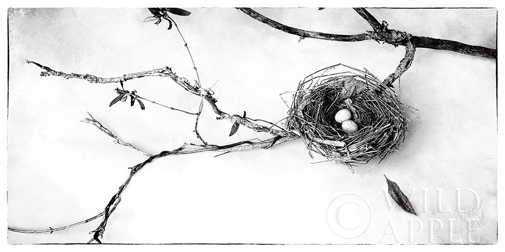 Wall Art Painting id:246463, Name: Nest and Branch II, Artist: Van Swearingen, Debra