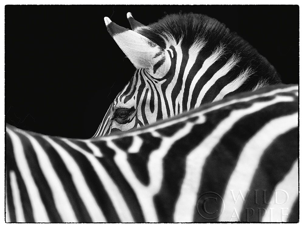 Wall Art Painting id:324393, Name: Zebra III, Artist: Van Swearingen, Debra