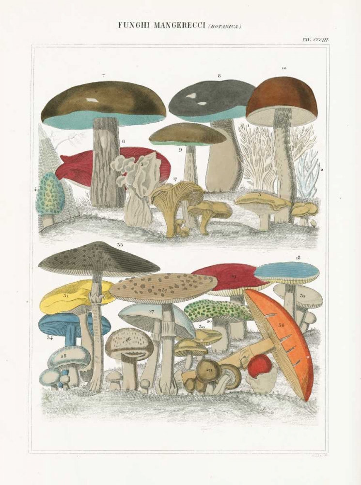 Wall Art Painting id:73685, Name: Funghi Italiani I, Artist: Wild Apple Portfolio