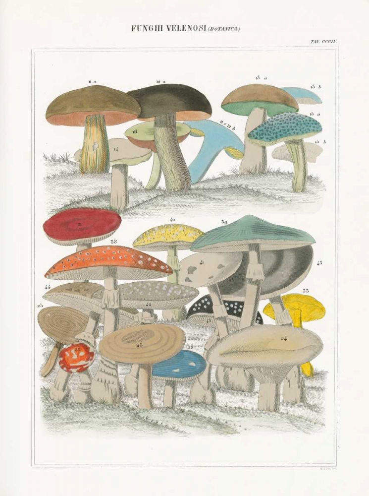 Wall Art Painting id:73686, Name: Funghi Italiani II, Artist: Wild Apple Portfolio