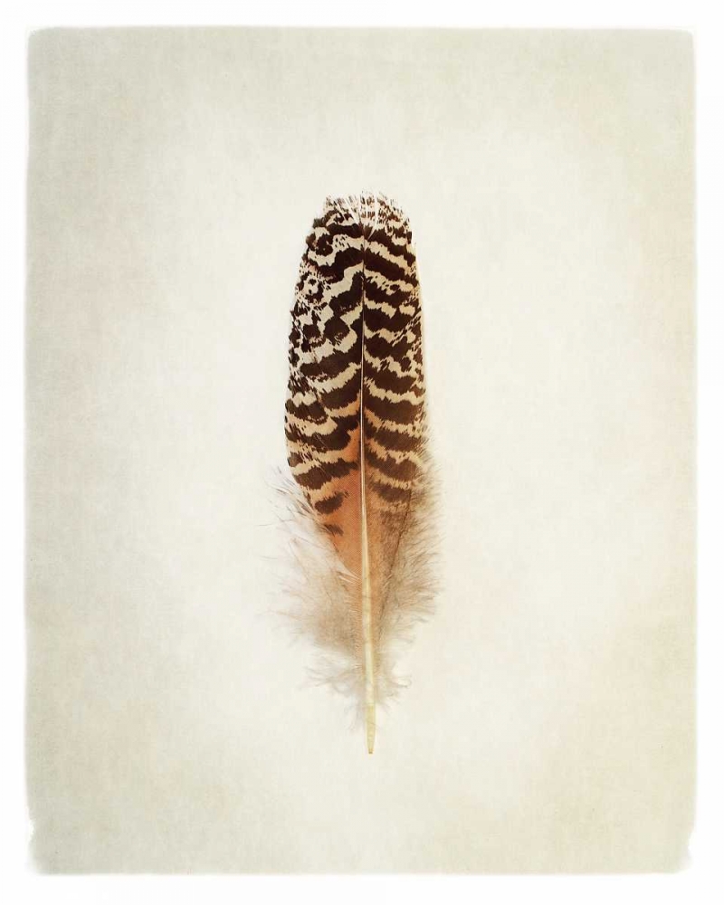 Wall Art Painting id:105528, Name: Feather I, Artist: Van Swearingen, Debra