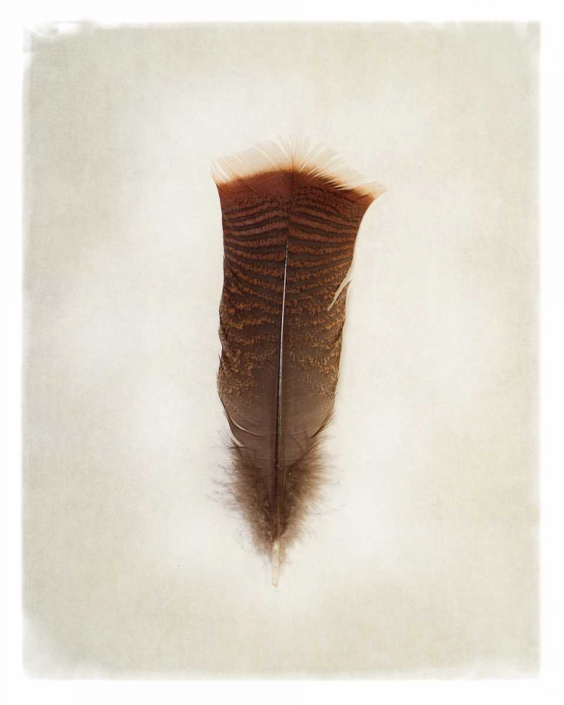 Wall Art Painting id:105530, Name: Feather III, Artist: Van Swearingen, Debra