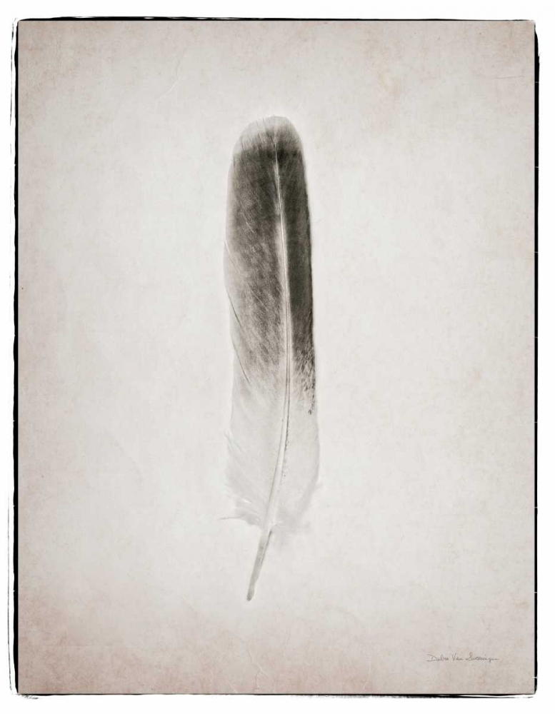 Wall Art Painting id:80732, Name: Feather II BW , Artist: Van Swearingen, Debra