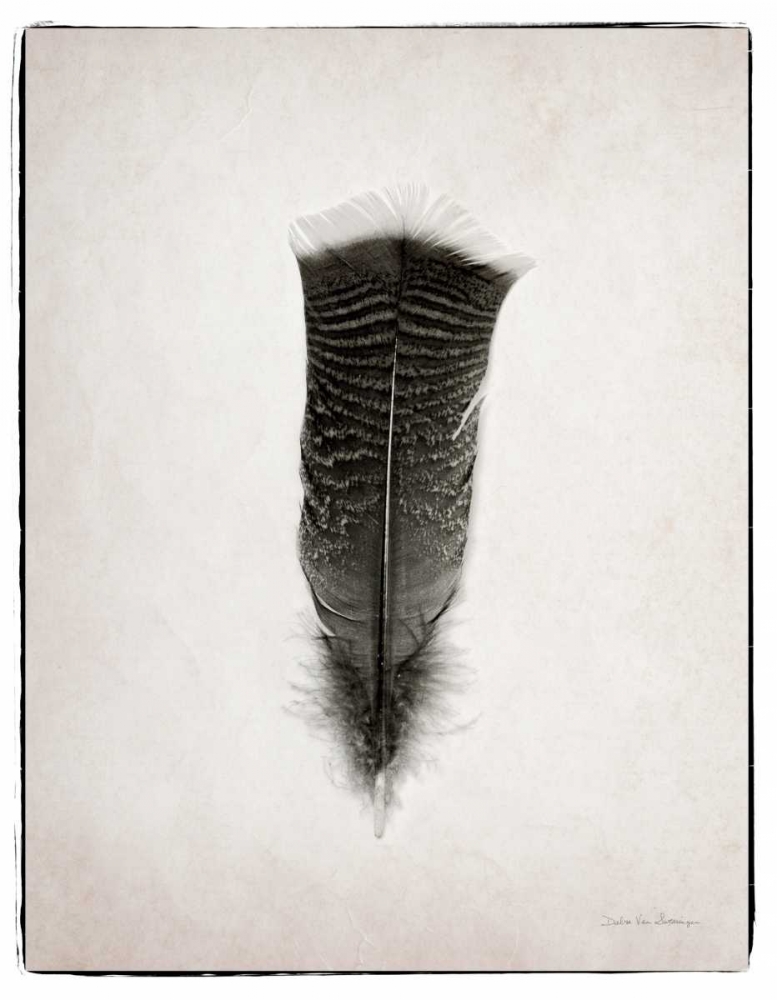 Wall Art Painting id:80733, Name: Feather III BW , Artist: Van Swearingen, Debra