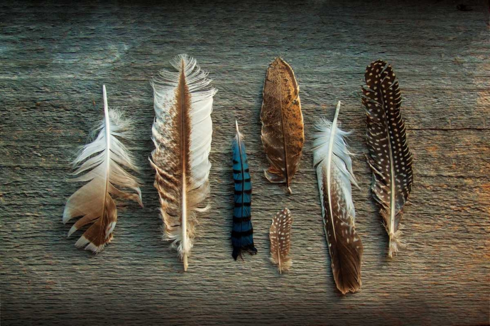Wall Art Painting id:85074, Name: Feather Collection I, Artist: Schlabach, Sue
