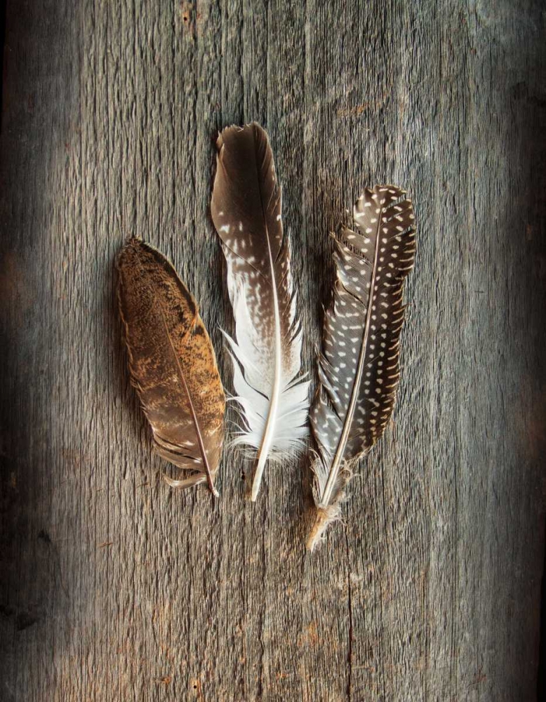 Wall Art Painting id:85075, Name: Feather Collection II, Artist: Schlabach, Sue
