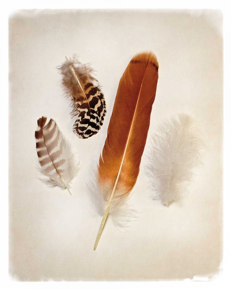 Wall Art Painting id:87219, Name: Feather Group I, Artist: Van Swearingen, Debra