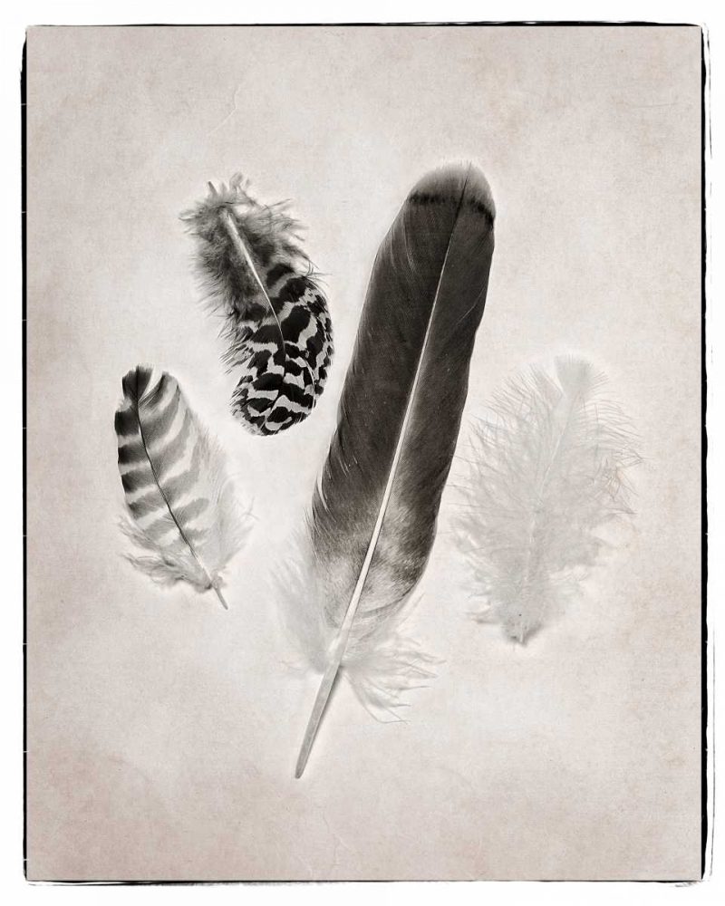 Wall Art Painting id:87221, Name: Feather Group I BW, Artist: Van Swearingen, Debra