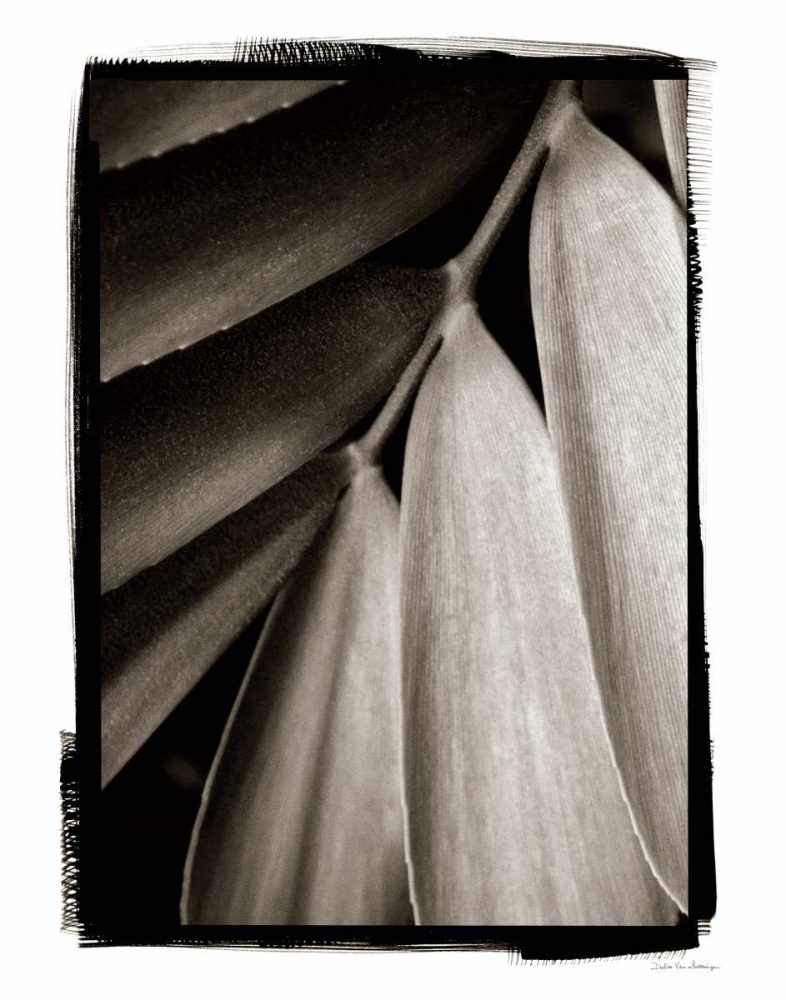 Wall Art Painting id:93363, Name: Tropical Plant II, Artist: Van Swearingen, Debra